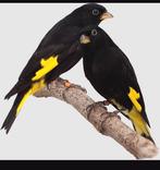 Zwarte sijzen, Dieren en Toebehoren