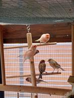 vogels Harlekijn van dit jaar mannen en poppen..25 euro stuk, Dieren en Toebehoren, Vogels | Kanaries