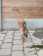 Jonge loopeendjes, Dieren en Toebehoren, Pluimvee, Meerdere dieren, Eend