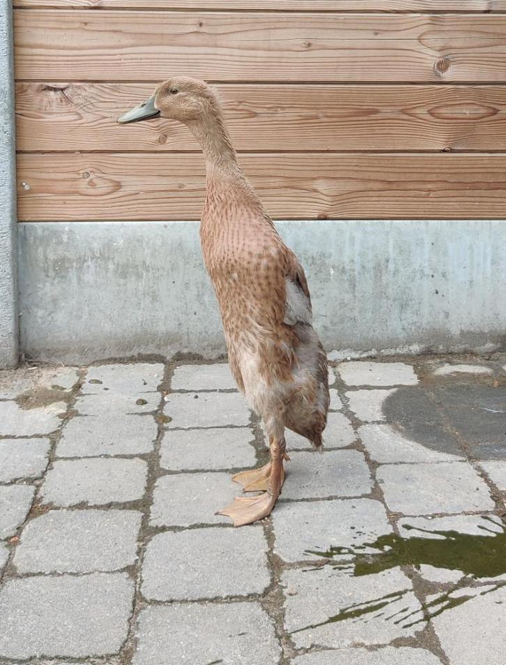 Jonge loopeendjes, Dieren en Toebehoren, Pluimvee, Eend, Meerdere dieren