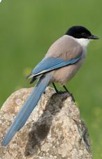 Man europese blauwe ekster 2025, Dieren en Toebehoren, Geringd
