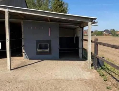 Plekje vrij voor Shetlander, Dieren en Toebehoren, Stalling en Weidegang, Stalling, Weidegang