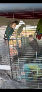 Dwergpapegaaien te koop, Dieren en Toebehoren, Vogels | Parkieten en Papegaaien, Vrouwelijk, Dwergpapegaai of Agapornis