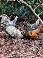 PROMO: broedeieren padua kriel, Poule ou poulet