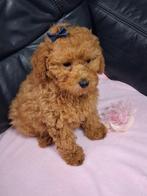 Dwergpoedel puppy, Poedel, België, Fokker | Hobbymatig, 8 tot 15 weken