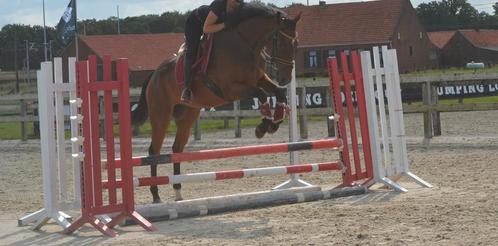 Lieve brave ruin, Dieren en Toebehoren, Paarden, Ruin