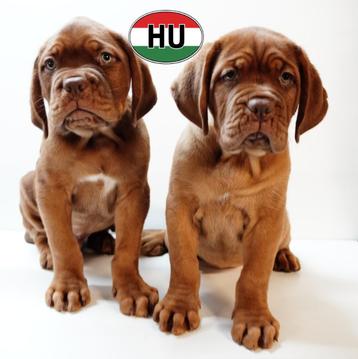 Prachtige Bordeaux dog-puppy’s te koop beschikbaar voor biedingen