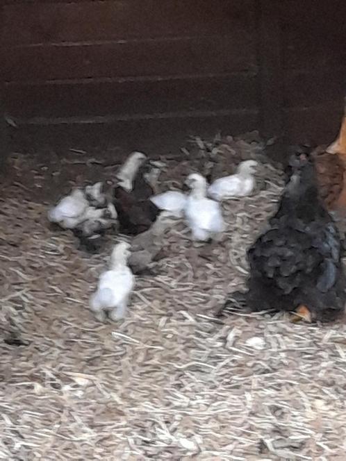 Zijdehoentjes, Dieren en Toebehoren, Pluimvee