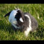 Super tam nederlands dwerg hangoortje BO, Dieren en Toebehoren