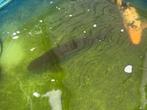 Graskarper +-60cm, Dieren en Toebehoren, Vissen | Vijvervissen, Karper of Koi