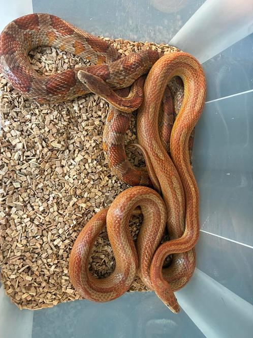 Korenslangen 2stk 2 jaar oud, Dieren en Toebehoren, Reptielen en Amfibieën, Slang, 0 tot 2 jaar, Tam
