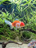 Grote goudvis, Dieren en Toebehoren