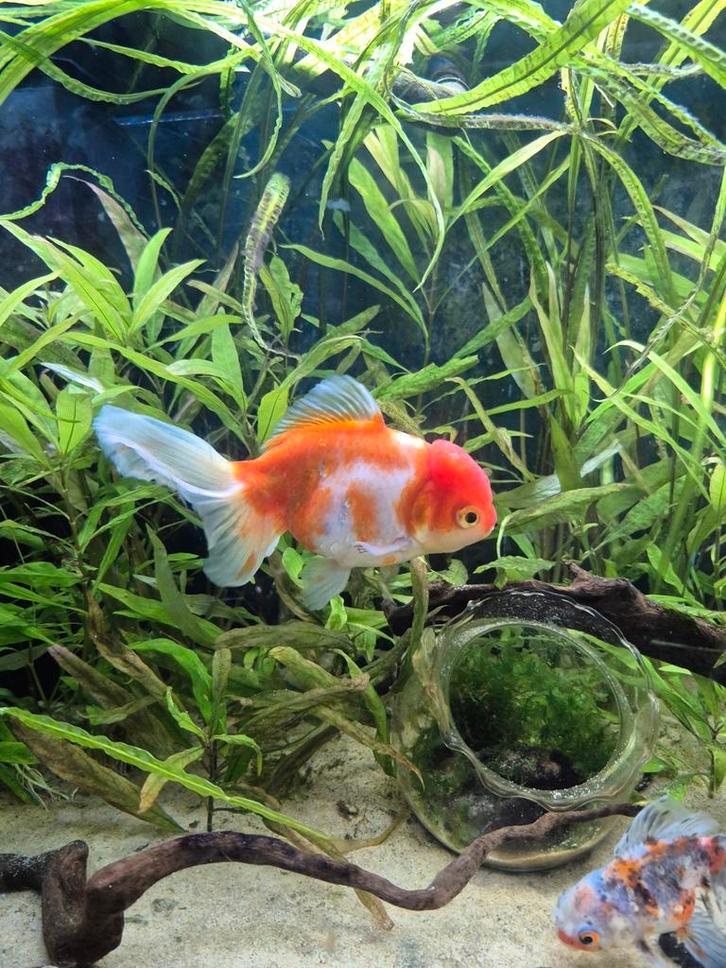 Grote goudvis, Animaux & Accessoires, Poissons | Poissons d'étang