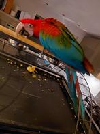 Groenvleugel ara, Dieren en Toebehoren, Mannelijk, Papegaai, Geringd