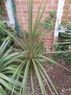 cordelyne, Tuin en Terras, Planten | Tuinplanten, Ophalen