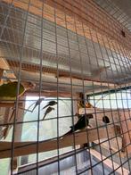 Pyrrhura, Animaux & Accessoires