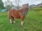 shetland pony, Animaux & Accessoires, Poneys, Poney de récréation, Jument, Débourré, Poney A (jusqu'à 1.17 m)