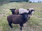 Hampshire down, Dieren en Toebehoren, Schapen, Geiten en Varkens