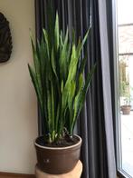 kamerplant Sanseveria vrouwentong hoogte 95cm, Ophalen, Overige soorten, Halfschaduw, In pot