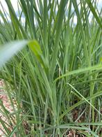 Miscanthus sinencis gracilinius, Tuin en Terras, Planten | Tuinplanten, Ophalen