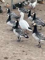 Brandgans, Dieren en Toebehoren, Pluimvee, Meerdere dieren, Gans of Zwaan