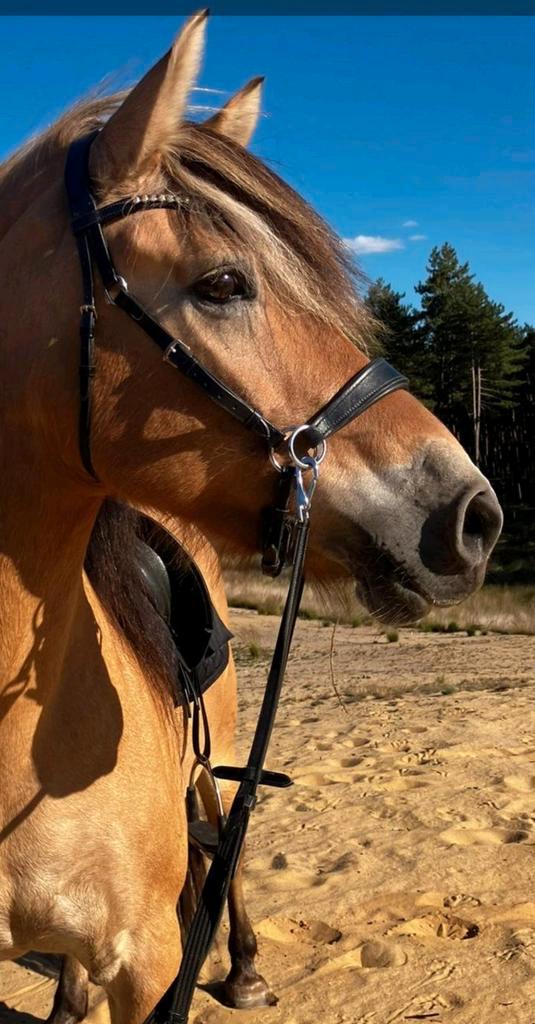 Mooi bitloos hoofdstel QHP, Dieren en Toebehoren, Paarden en Pony's | Hoofdstellen en Tuigage, Zo goed als nieuw, Overige soorten