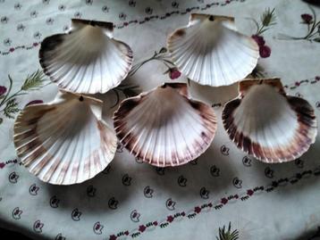 Lege Sint jacobsschelpen  beschikbaar voor biedingen