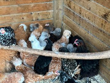 Zijdehoen cochin padua brahma orpington araucana marans