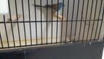 Blauwkop blauw fazantje, Dieren en Toebehoren, Vogels | Overige Vogels