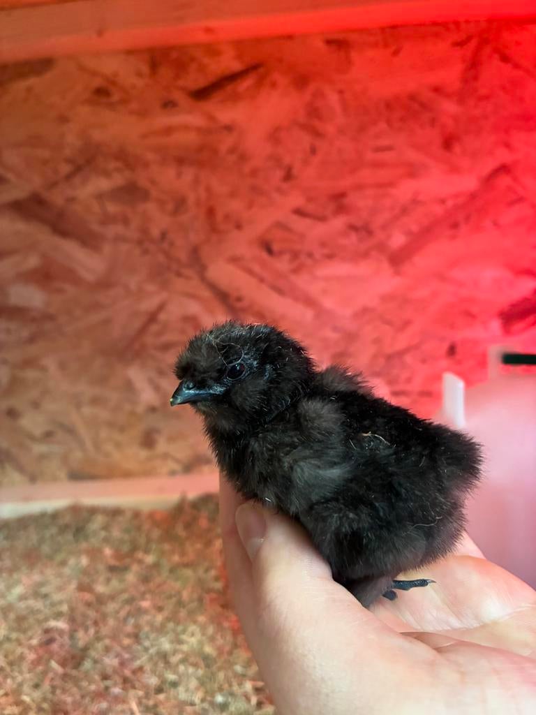 Kuikens zijdehoen, Dieren en Toebehoren, Geslacht onbekend, Kip