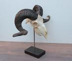 RAM SCHEDEL op hardstenen sokkel - ref. K (gewei), Ophalen of Verzenden, Nieuw, Boerderijdier, Schedel