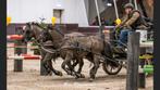 2 span pony’s, Dieren en Toebehoren