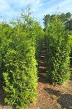 Thuja ATROVIRENS coniferenhaag 200/+ cm, Ophalen, Conifeer, Haag, 100 tot 250 cm