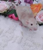 Mooie tamme rex curly ratjes(dumbo)!!, Dieren en Toebehoren, Meerdere dieren, Rat, Tam