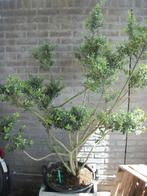 Ilex meerstammig in bonsai model geknipt, Enlèvement, Plein soleil, Autres espèces, 100 à 250 cm