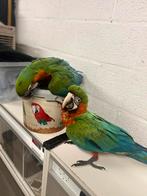 Ara Harlequin 4 maanden Man, Mannelijk