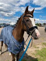 Halve stal (Rillaar), Dieren en Toebehoren, Paarden, Merrie