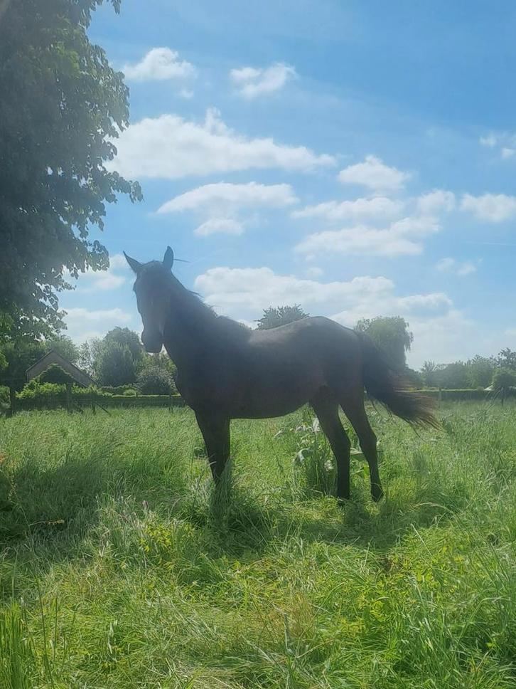 Merrie 2023 - Ruin 2023 - Hengst 2024 - Hengst 2025, Animaux & Accessoires, Chevaux, Étalon, 0 à 2 ans, Cheval de saut, Avec pedigree