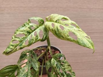 Monstera frozen freckles beschikbaar voor biedingen