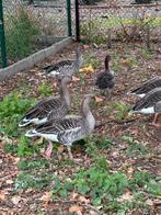 Grauwe ganzen, Dieren en Toebehoren, Pluimvee, Meerdere dieren, Gans of Zwaan