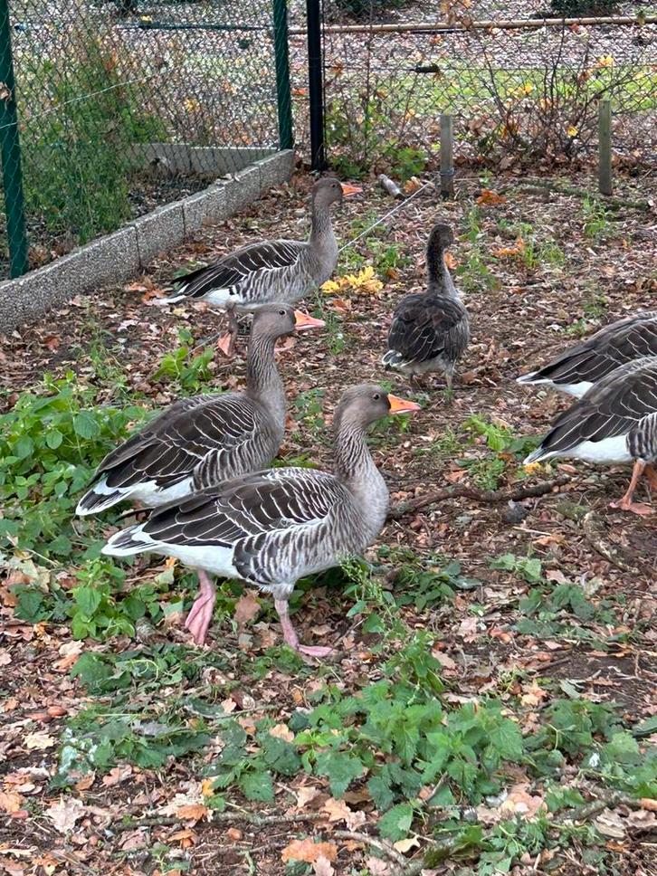 Grauwe ganzen, Dieren en Toebehoren, Pluimvee, Gans of Zwaan, Meerdere dieren