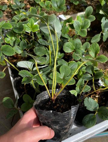  25 Aardbeienplantjes in pot – Slechts €10!  beschikbaar voor biedingen