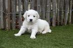 Chiots Golden Retriever avec pedigree, Golden retriever, Plusieurs, Parvovirose, Belgique