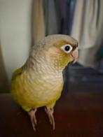 Pyrrhura molinae, Animaux & Accessoires, Oiseaux | Perruches & Perroquets