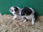 Border collie, Dieren en Toebehoren, Honden | Herdershonden en Veedrijvers, België, Reu, 8 tot 15 weken, CDV (hondenziekte)