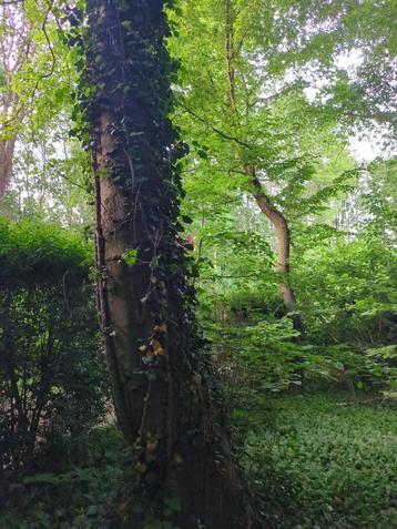 Bois et arbres à élaguer et abattre, 6 m³ ou plus, Enlèvement, Hêtre, Troncs d'arbres