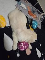 Mooie Golden Retriever-pups zijn op oek naar een gouden mand, Golden retriever, België, Fokker | Hobbymatig, 8 tot 15 weken