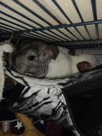 Chinchila, Juin, Plusieurs animaux