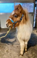 Bonte red dun shetland, Dieren en Toebehoren, Hengst