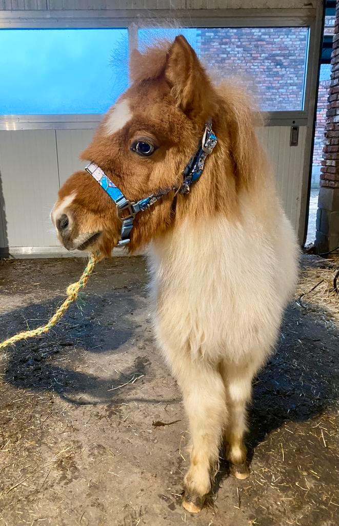 Bonte red dun shetland, Animaux & Accessoires, Poneys, Étalon